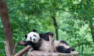 四川熊猫养殖基地